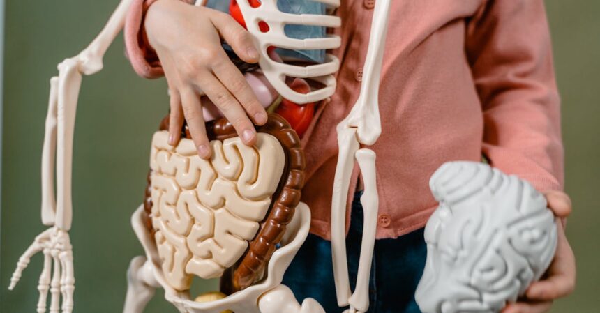 découvrez tout ce que vous devez savoir sur la digestion : processus, astuces pour améliorer votre santé digestive et conseils nutritionnels pour faciliter cette fonction essentielle de votre corps.