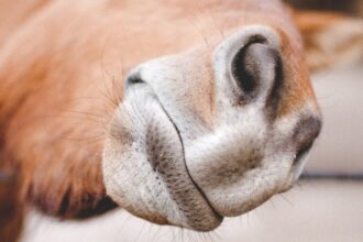 l'angine stable est une forme de douleur thoracique prédictible, généralement causée par un effort physique ou un stress émotionnel. découvrez les symptômes, les facteurs de risque et les traitements disponibles pour mieux gérer cette condition cardiaque.