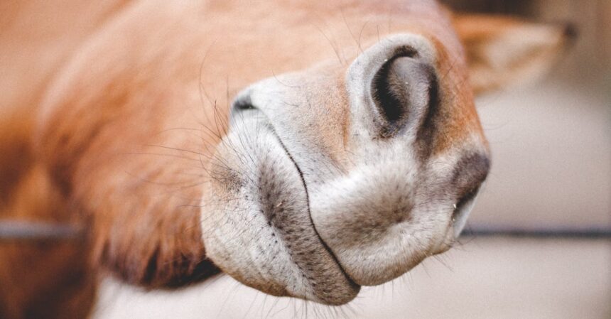 l'angine stable est une forme de douleur thoracique prédictible, généralement causée par un effort physique ou un stress émotionnel. découvrez les symptômes, les facteurs de risque et les traitements disponibles pour mieux gérer cette condition cardiaque.