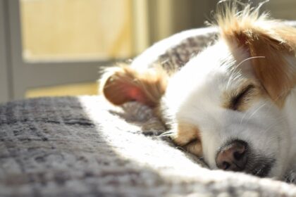 découvrez tout ce qu'il faut savoir sur le bruxisme nocturne, ses causes, ses symptômes et les traitements efficaces pour mieux gérer cette condition. améliorez votre sommeil et préservez la santé de vos dents.