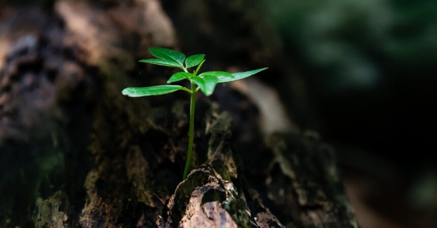 découvrez le concept de résilience, une capacité essentielle qui nous permet de surmonter les défis et de rebondir face aux épreuves de la vie. explorez des stratégies pour développer cette qualité et renforcer votre bien-être émotionnel.