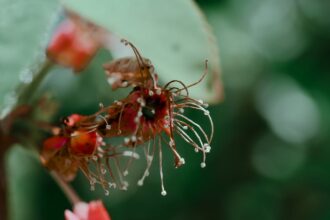 découvrez l'univers fascinant du microbiome, cet ensemble de microorganismes qui habitent notre corps et influencent notre santé. apprenez comment ces bactéries, virus et champignons interagissent avec notre système immunitaire, notre digestion et même notre humeur, et explorez les dernières recherches sur leur impact sur notre bien-être.