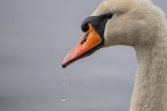 découvrez tout sur la déformation en cou de cygne, ses causes, symptômes et options de traitement. comprendre cette condition pour mieux la prévenir et la gérer.