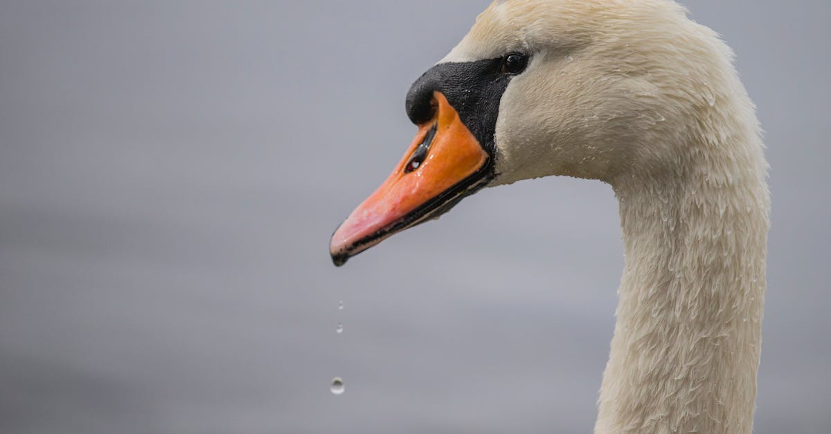 Comprendre la déformation en col de cygne causes et traitements La Maison de Santé