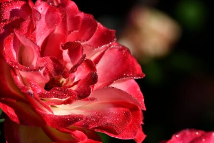 la rosacée est une affection cutanée chronique qui se manifeste par des rougeurs, des boutons et une sensibilité de la peau. découvrez ses causes, ses symptômes et les traitements efficaces pour apaiser et gérer cette condition. apprenez à prendre soin de votre peau et à réduire les irritations liées à la rosacée.