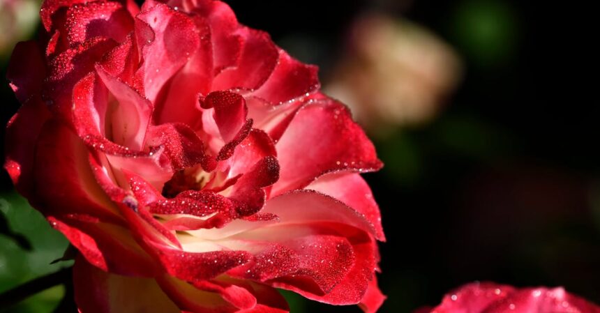 la rosacée est une affection cutanée chronique qui se manifeste par des rougeurs, des boutons et une sensibilité de la peau. découvrez ses causes, ses symptômes et les traitements efficaces pour apaiser et gérer cette condition. apprenez à prendre soin de votre peau et à réduire les irritations liées à la rosacée.
