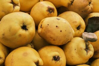 découvrez tout ce qu'il faut savoir sur les allergies alimentaires : causes, symptômes, conseils de prévention et alternatives saines. protégez votre santé et celle de vos proches grâce à des informations complètes et des solutions pratiques.