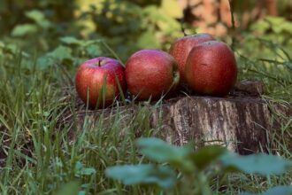 découvrez tout ce qu'il faut savoir sur les intolérances alimentaires : causes, symptômes et conseils pratiques pour mieux gérer votre alimentation au quotidien.