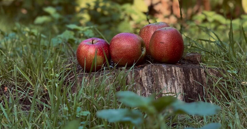 découvrez tout ce qu'il faut savoir sur les intolérances alimentaires : causes, symptômes et conseils pratiques pour mieux gérer votre alimentation au quotidien.