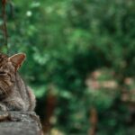 découvrez les troubles du sommeil, leurs causes, symptômes et solutions pour améliorer votre qualité de vie. apprenez à reconnaître les différents types de troubles du sommeil et les traitements disponibles pour retrouver un sommeil réparateur.