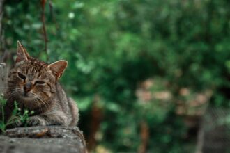 découvrez les troubles du sommeil, leurs causes, symptômes et solutions pour améliorer votre qualité de vie. apprenez à reconnaître les différents types de troubles du sommeil et les traitements disponibles pour retrouver un sommeil réparateur.