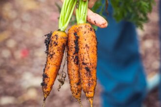 découvrez des conseils diététiques personnalisés pour améliorer votre santé, équilibrer votre alimentation et atteindre vos objectifs nutritionnels de manière durable.