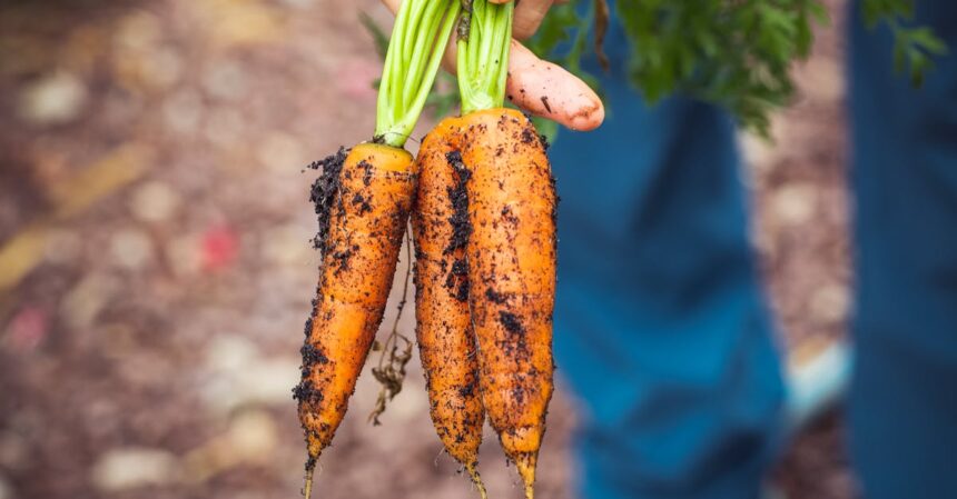 découvrez des conseils diététiques personnalisés pour améliorer votre santé, équilibrer votre alimentation et atteindre vos objectifs nutritionnels de manière durable.