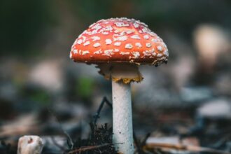 découvrez l'univers des toxines : leur origine, leurs effets sur la santé, et comment s'en prémunir. informez-vous sur les différentes catégories de toxines et leurs impacts sur notre environnement et notre organisme.