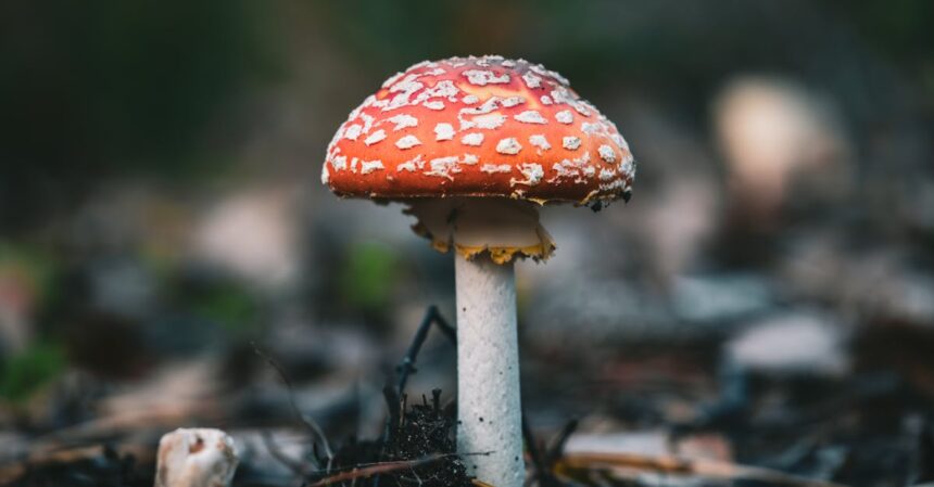 découvrez l'univers des toxines : leur origine, leurs effets sur la santé, et comment s'en prémunir. informez-vous sur les différentes catégories de toxines et leurs impacts sur notre environnement et notre organisme.