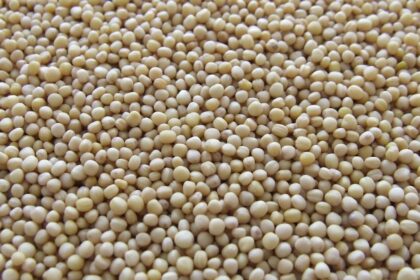 découvrez l'importance des fibres alimentaires pour votre santé. apprenez à intégrer ces précieux nutriments dans votre alimentation quotidienne pour améliorer votre digestion, maintenir un poids santé et prévenir diverses maladies.