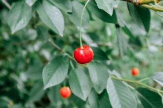 découvrez les flavonoïdes, ces composés naturels présents dans de nombreux fruits et légumes, qui offrent de puissants bienfaits pour la santé. apprenez comment ils améliorent la circulation sanguine, renforcent le système immunitaire et protègent contre les maladies chroniques.