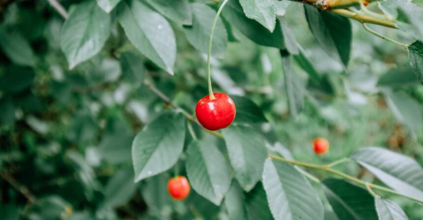 découvrez les flavonoïdes, ces composés naturels présents dans de nombreux fruits et légumes, qui offrent de puissants bienfaits pour la santé. apprenez comment ils améliorent la circulation sanguine, renforcent le système immunitaire et protègent contre les maladies chroniques.