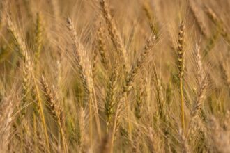 découvrez tout ce qu'il faut savoir sur les allergies alimentaires : symptômes, conseils de prévention, et astuces pour bien gérer votre alimentation en toute sécurité.