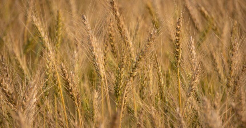 découvrez tout ce qu'il faut savoir sur les allergies alimentaires : symptômes, conseils de prévention, et astuces pour bien gérer votre alimentation en toute sécurité.