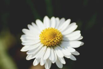 découvrez les bienfaits de la camomille, une plante aux propriétés apaisantes et relaxantes. apprenez à l'utiliser en infusion ou en aromathérapie pour améliorer votre bien-être au quotidien.