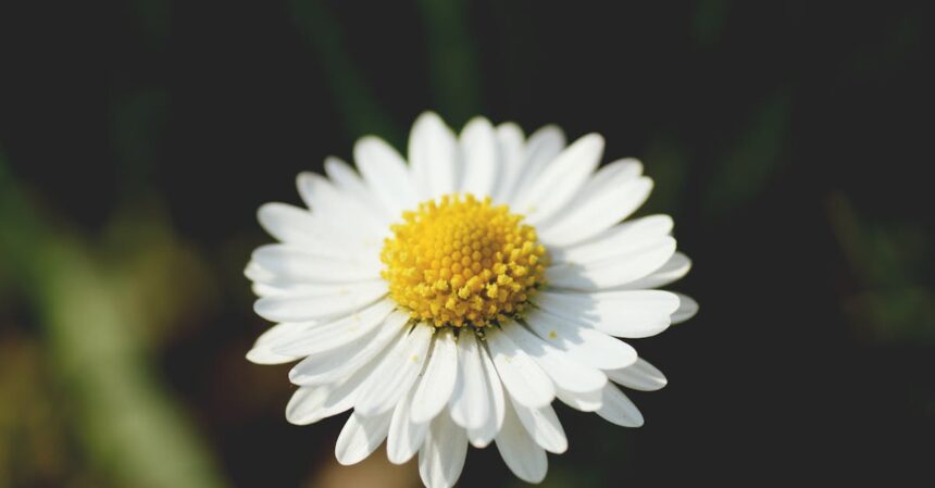 découvrez les bienfaits de la camomille, une plante aux propriétés apaisantes et relaxantes. apprenez à l'utiliser en infusion ou en aromathérapie pour améliorer votre bien-être au quotidien.