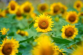 découvrez le plante inhalateur, un dispositif innovant qui vous permet de profiter des bienfaits des plantes aromatiques et médicinales à tout moment. améliorez votre bien-être naturel grâce à cette solution pratique et accessible. parfait pour apaiser le stress, faciliter la respiration et renforcer votre santé au quotidien.