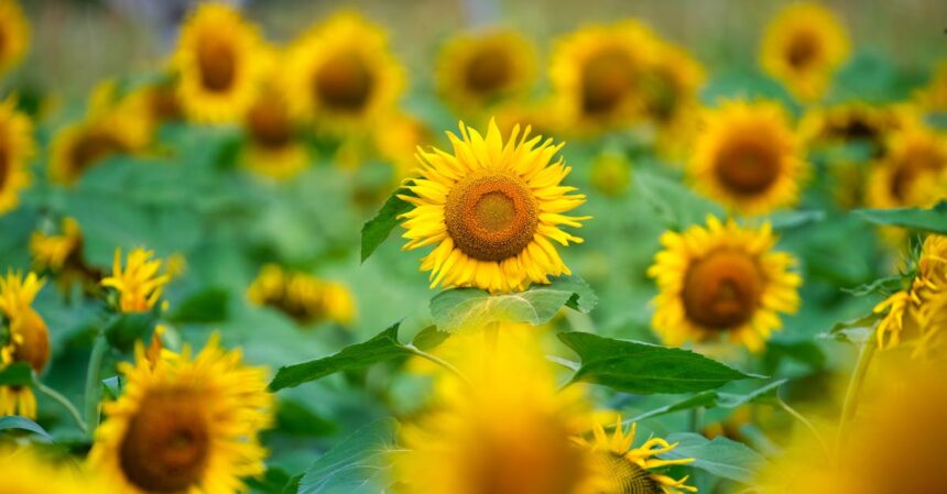 découvrez le plante inhalateur, un dispositif innovant qui vous permet de profiter des bienfaits des plantes aromatiques et médicinales à tout moment. améliorez votre bien-être naturel grâce à cette solution pratique et accessible. parfait pour apaiser le stress, faciliter la respiration et renforcer votre santé au quotidien.