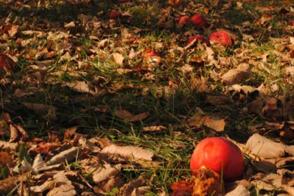 découvrez la transition alimentaire, un mouvement vers des pratiques alimentaires durables et respectueuses de l'environnement. apprenez comment adopter de nouvelles habitudes pour une alimentation saine et éthique tout en préservant notre planète.