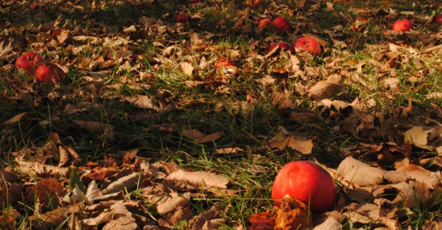 découvrez la transition alimentaire, un mouvement vers des pratiques alimentaires durables et respectueuses de l'environnement. apprenez comment adopter de nouvelles habitudes pour une alimentation saine et éthique tout en préservant notre planète.