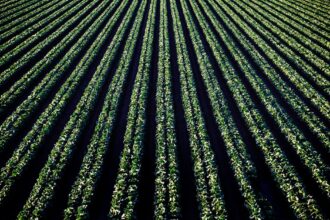découvrez les bienfaits de l'irrigation nasale, une méthode naturelle pour soulager les congestions, améliorer la respiration et favoriser la santé des voies nasales. apprenez les techniques et produits pour une expérience apaisante et efficace.