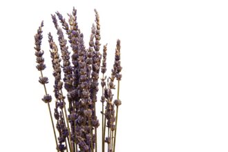 découvrez l'univers apaisant de la lavande : ses bienfaits aromatiques, ses utilisations variées en cosmétique, et des conseils pour cultiver cette plante emblématique chez vous.
