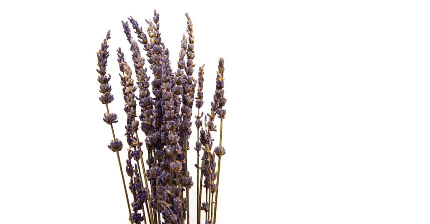 découvrez l'univers apaisant de la lavande : ses bienfaits aromatiques, ses utilisations variées en cosmétique, et des conseils pour cultiver cette plante emblématique chez vous.