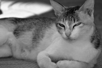 le sommeil fragmenté est un phénomène où les cycles de sommeil sont interrompus, entraînant une fatigue chronique et un manque de clarté mentale. découvrez les causes, les effets sur la santé et des conseils pour améliorer la qualité de votre sommeil.