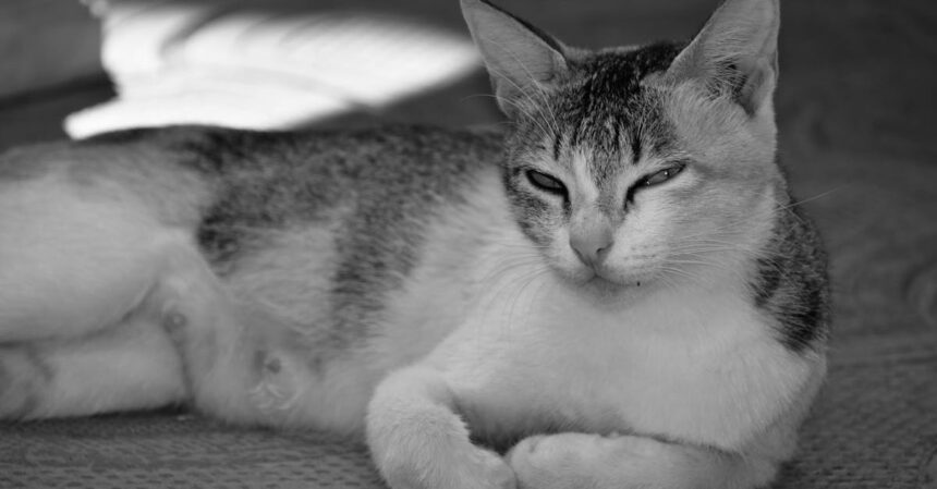 le sommeil fragmenté est un phénomène où les cycles de sommeil sont interrompus, entraînant une fatigue chronique et un manque de clarté mentale. découvrez les causes, les effets sur la santé et des conseils pour améliorer la qualité de votre sommeil.