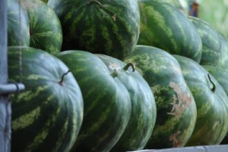 découvrez des aliments hydratants qui remplissent votre corps de bien-être ! apprenez quels fruits, légumes et autres options nutritives vous aident à rester bien hydraté tout au long de la journée.