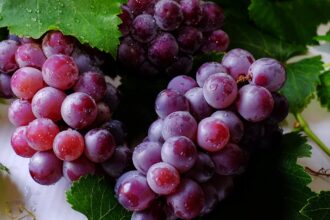découvrez les bienfaits des antioxydants pour votre santé. apprenez comment ces puissants composés protègent vos cellules contre le stress oxydatif, soutiennent votre système immunitaire et favorisent une peau éclatante. explorez les aliments riches en antioxydants et intégrez-les facilement dans votre alimentation pour une vie plus saine.