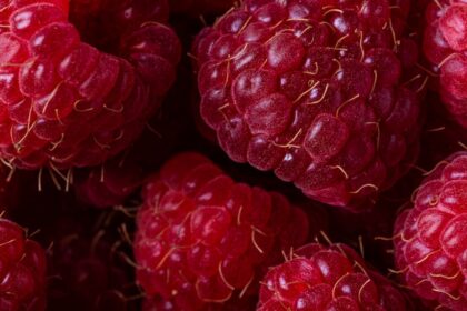 découvrez les nombreux bienfaits des aliments biologiques pour votre santé et votre bien-être. apprenez comment ces produits naturels peuvent améliorer votre nutrition, renforcer votre système immunitaire et réduire votre exposition aux pesticides. adoptez un mode de vie plus sain avec l'alimentation bio.