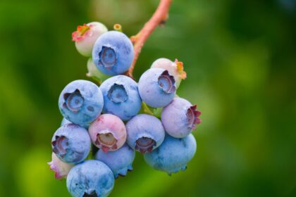 découvrez l'univers fascinant des baies : nutrition, bienfaits pour la santé, recettes savoureuses et astuces de culture. plongez dans le monde coloré et gourmand des fruits rouges et leurs vertus.