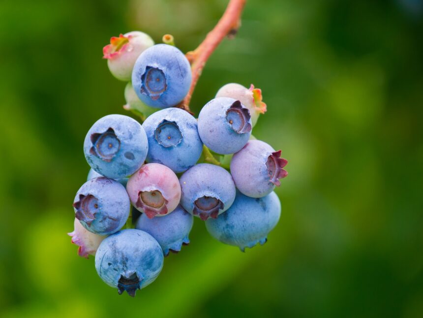découvrez l'univers fascinant des baies : nutrition, bienfaits pour la santé, recettes savoureuses et astuces de culture. plongez dans le monde coloré et gourmand des fruits rouges et leurs vertus.