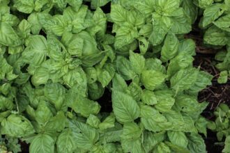 découvrez le monde fascinant des herbes médicinales, leurs bienfaits pour la santé, et comment les utiliser au quotidien pour améliorer votre bien-être naturel.