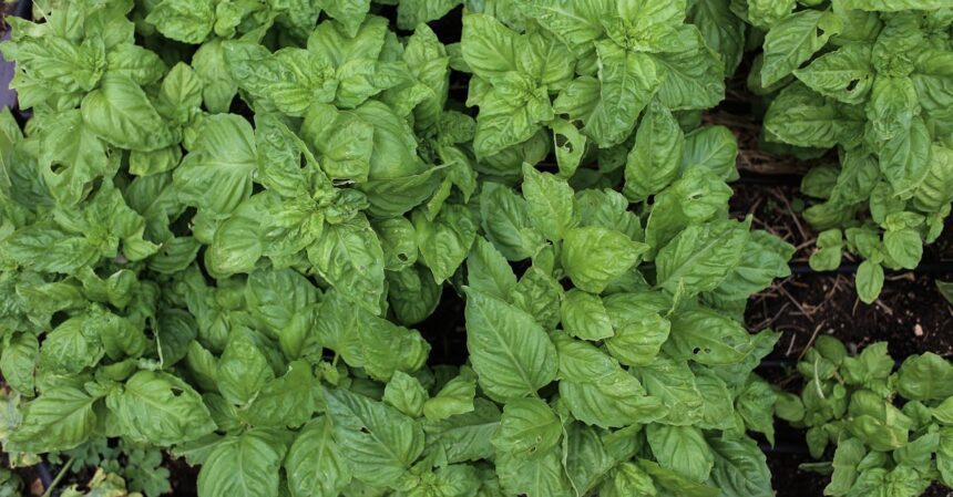découvrez le monde fascinant des herbes médicinales, leurs bienfaits pour la santé, et comment les utiliser au quotidien pour améliorer votre bien-être naturel.