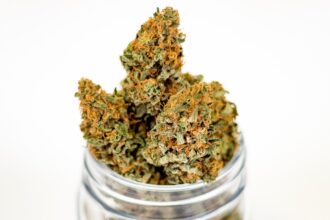 découvrez les plantes médicinales et leurs bienfaits pour la santé. apprenez à les utiliser pour améliorer votre bien-être au quotidien avec des conseils pratiques et des recettes naturelles.