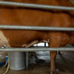 découvrez les bienfaits des probiotiques pour votre santé digestive et immunitaire. apprenez comment intégrer ces microorganismes bénéfiques dans votre alimentation pour améliorer votre bien-être au quotidien.