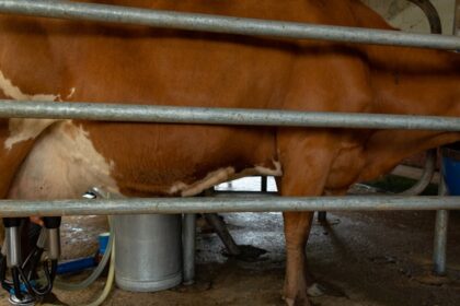 découvrez les bienfaits des probiotiques pour votre santé digestive et immunitaire. apprenez comment intégrer ces microorganismes bénéfiques dans votre alimentation pour améliorer votre bien-être au quotidien.