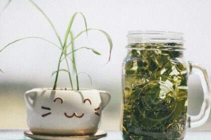 découvrez l'univers apaisant des tisanes aux herbes, une boisson naturelle qui offre de nombreux bienfaits pour la santé. explorez des recettes variées, des conseils de préparation et les meilleures herbes pour savourer un moment de détente.