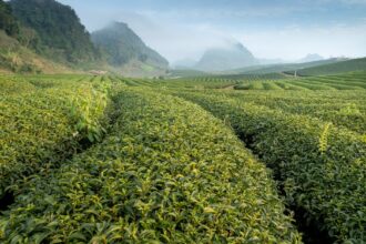 découvrez les bienfaits du thé vert, une boisson aux multiples vertus pour votre santé. riche en antioxydants, il aide à renforcer le système immunitaire, favorise la perte de poids et améliore la concentration. apprenez comment l'intégrer dans votre quotidien pour profiter pleinement de ses effets revitalisants.