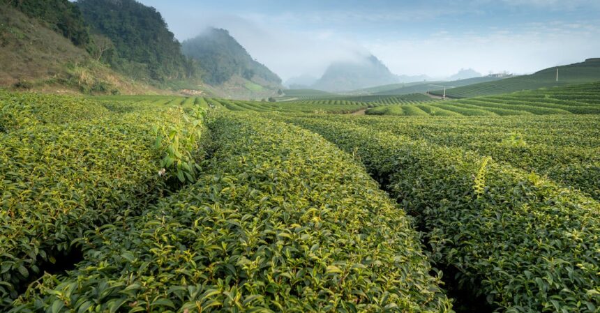 découvrez les bienfaits du thé vert, une boisson aux multiples vertus pour votre santé. riche en antioxydants, il aide à renforcer le système immunitaire, favorise la perte de poids et améliore la concentration. apprenez comment l'intégrer dans votre quotidien pour profiter pleinement de ses effets revitalisants.
