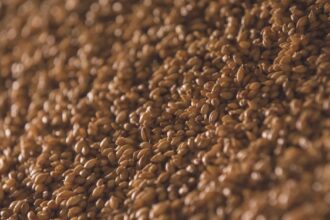 découvrez l'importance des fibres dans votre alimentation : bienfaits pour la digestion, santé intestinale et comment les intégrer facilement dans vos repas quotidiens.