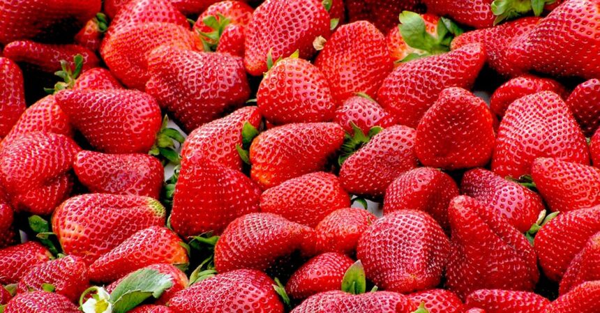 découvrez l'univers délicieux des fruits, riches en vitamines et en saveurs, idéaux pour une alimentation saine et équilibrée. explorez les variétés, les bienfaits et des recettes alléchantes à base de fruits.